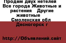 Продам двух нетелей - Все города Животные и растения » Другие животные   . Смоленская обл.,Десногорск г.